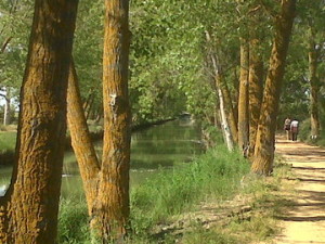 Medina de Rioseco-20130605-00657